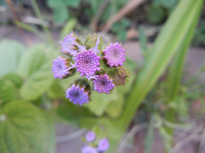 Ageratum houstonianum (2011, Aug.25) - AGERATUM Houstonianum