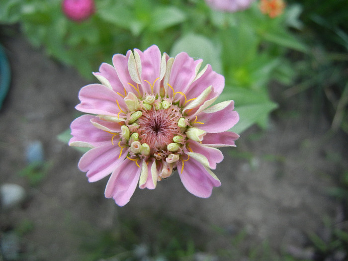 Zinnia elegans (2011, August 26) - ZINNIA Elegans