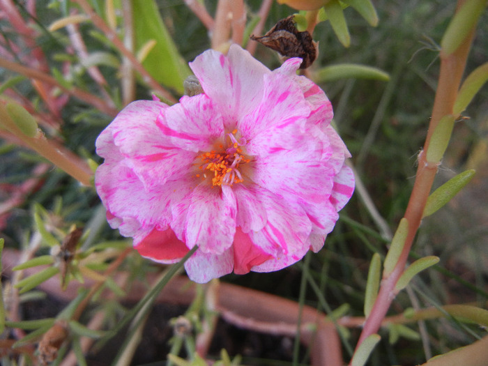 Portulaca grandiflora (2011, Aug.25)