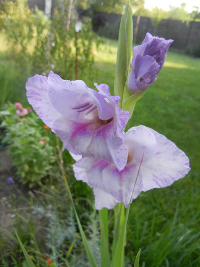 Purple Gladiolus (2011, August 26) - Gladiolus Purple