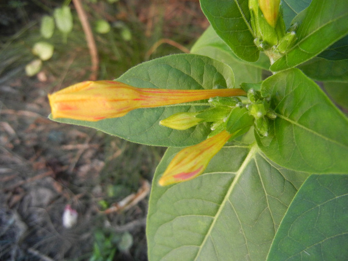 Mirabilis jalapa (2011, August 25) - MIRABILIS Jalapa