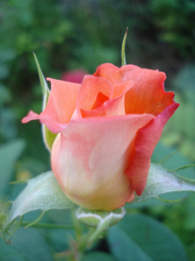 Orange Pink rose, 14aug2011 - Rose Orange Pink