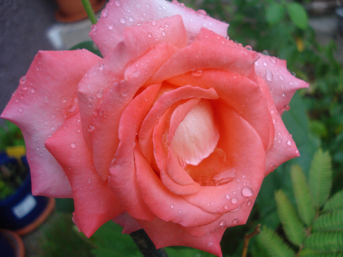 Orange Pink rose, 18aug2011 - Rose Orange Pink