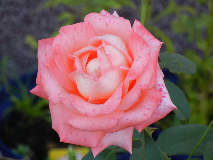 Orange Pink rose, 20aug2011 - Rose Orange Pink