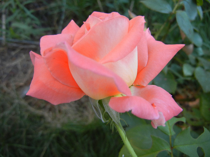Orange Pink rose, 24aug2011 - Rose Orange Pink