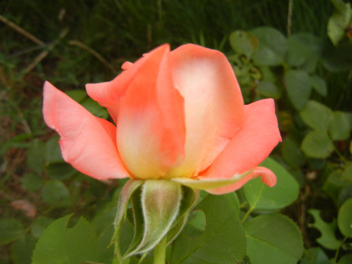 Orange Pink rose, 25aug2011 - Rose Orange Pink