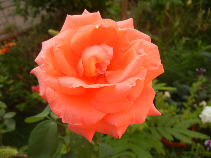 Orange Pink rose, 25aug2011 - Rose Orange Pink