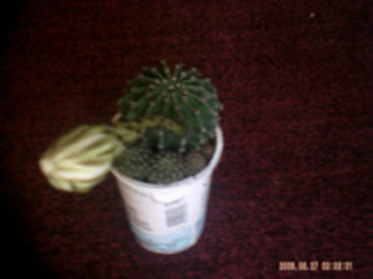 cactus - cactusi