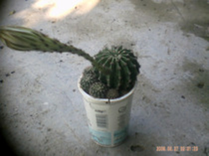 cactus - cactusi
