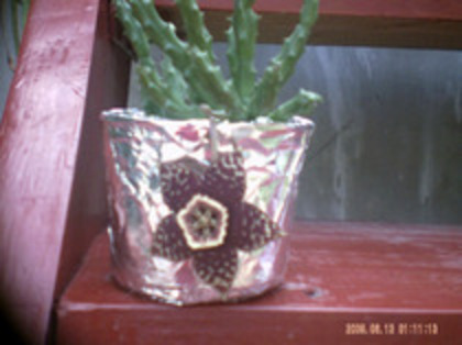 steaua serifului - cactusi