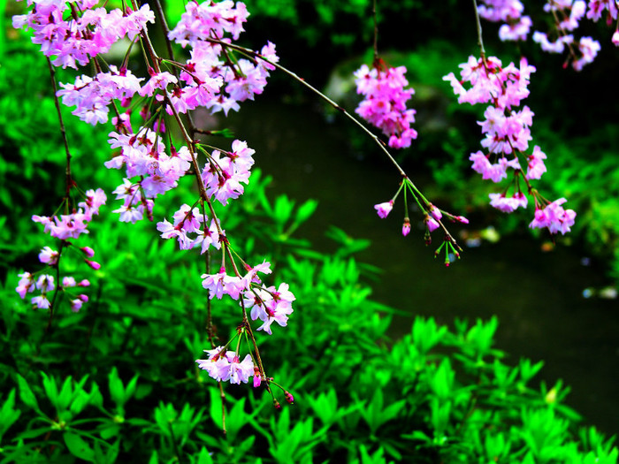 Cherry-Blossom-76-S4KC9MIA8N-1024x768 - Flori