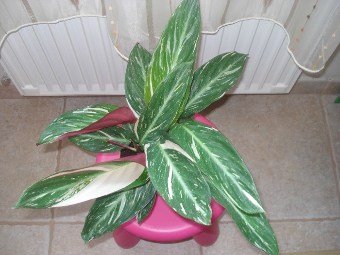 calathea