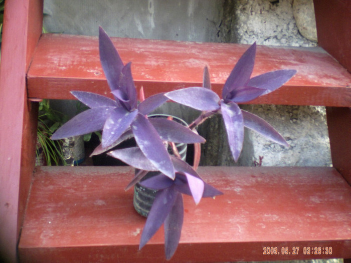 tradescantia pallid - flori curgatoare