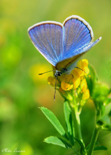 polyommatus - Animalutele mele