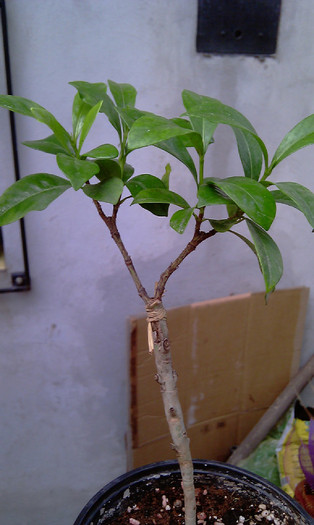 Gardenia altoita floare mica-2- - Gardenia - Dwarf altoita