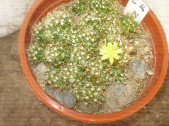 Dolichothele surcculosa - CACTUSI INFLORITI 2011