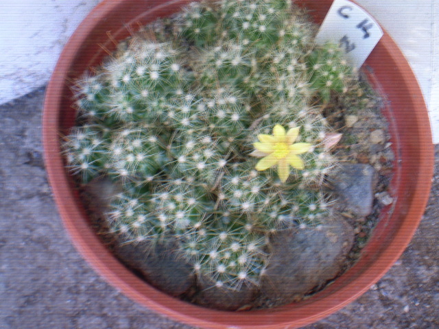 Dolichothele surcculosa