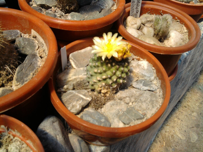 Mammillaria petrophila ssp petrophila - CACTUSI INFLORITI 2011