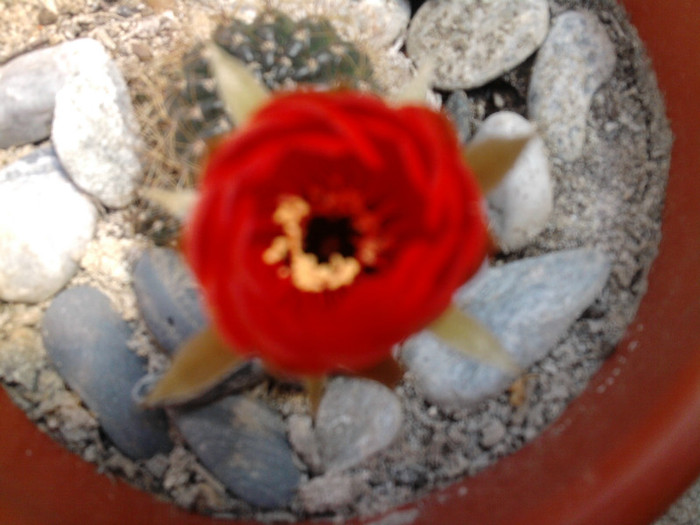Lobivia arachantha v. desiseta