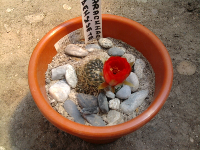 Lobivia arachantha v. desiseta