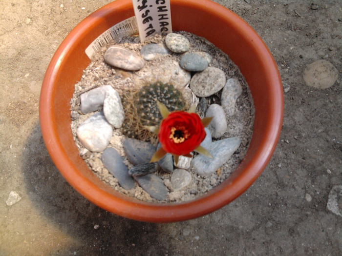 Lobivia arachantha v. desiseta