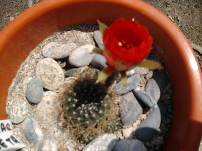 Lobivia arachantha v. desiseta