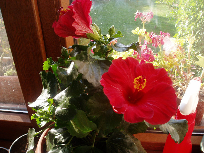 P1010072 - flori 2011