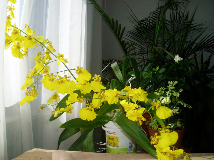 orhidee oncidium - flori 2011