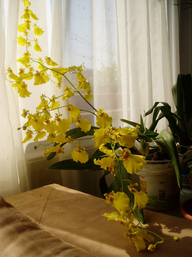 P1010077 - flori 2011