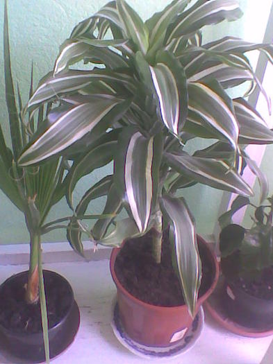 Dracen de la ginas88