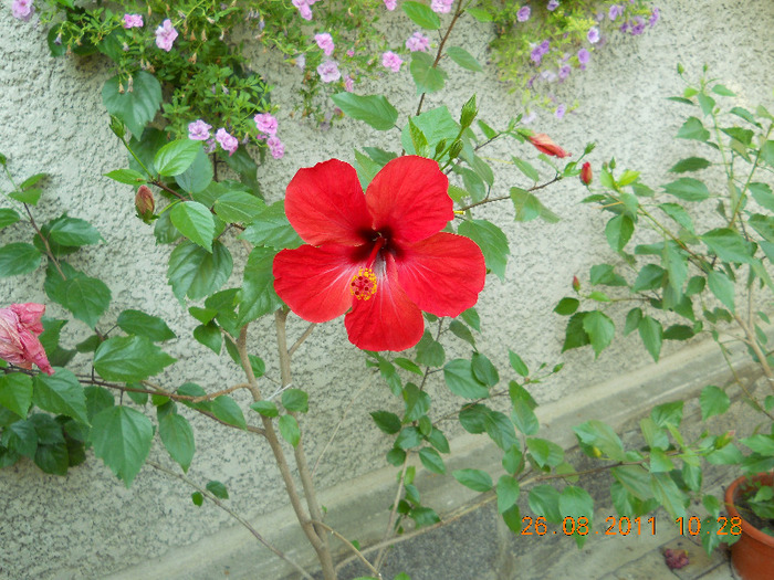 010 - HIBISCUS ROSA SINENSIS