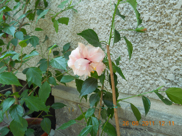 017 - HIBISCUS ROSA SINENSIS