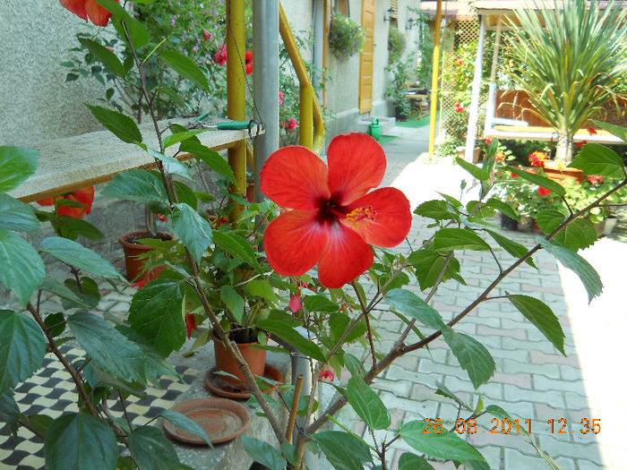 021 - HIBISCUS ROSA SINENSIS