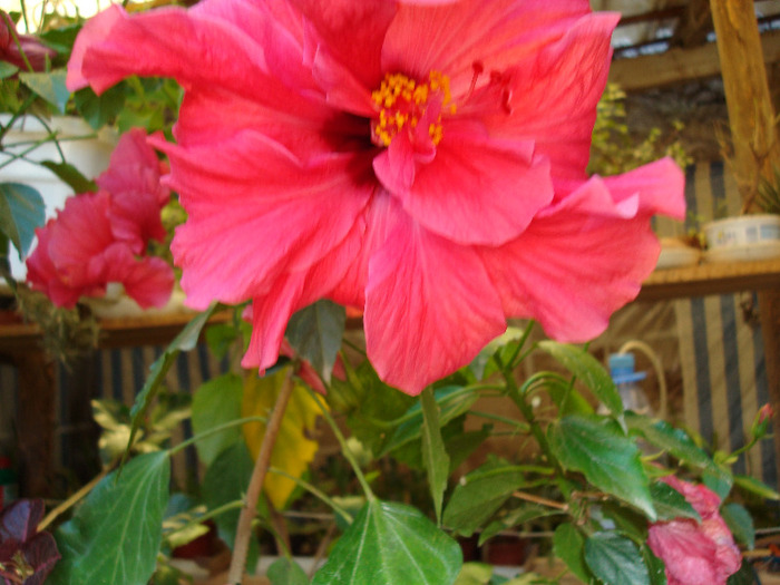 DSC00096 - HIBISCUS ROSA SINENSIS