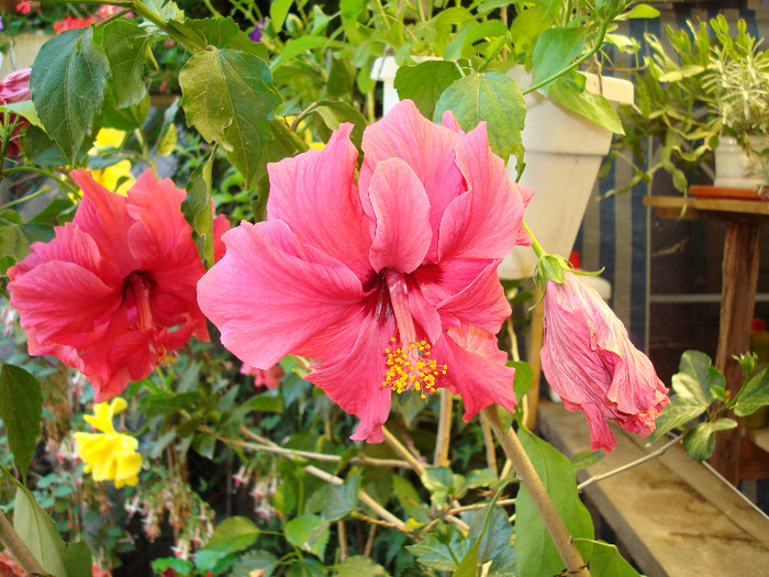 DSC00097 - HIBISCUS ROSA SINENSIS