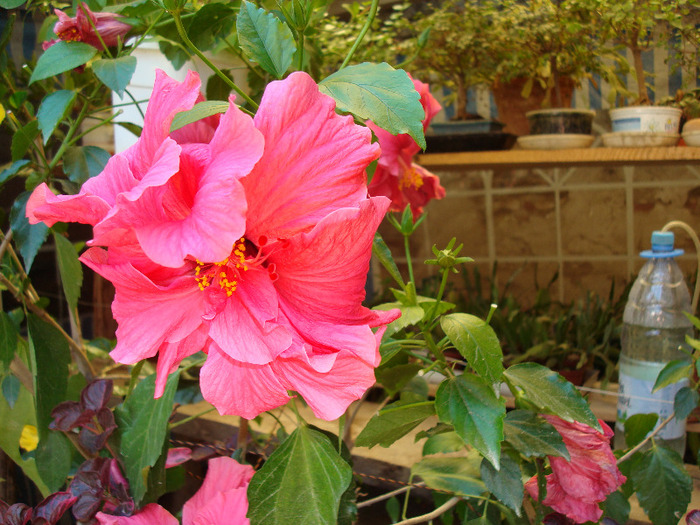 DSC00098 - HIBISCUS ROSA SINENSIS