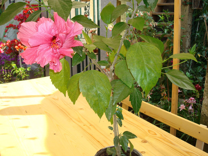 DSC01093 - HIBISCUS ROSA SINENSIS