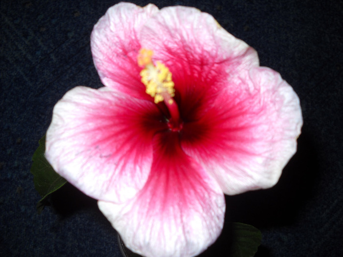 am pierdut-o - HIBISCUS- 2011