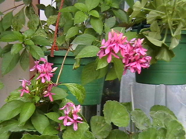 Picture 001