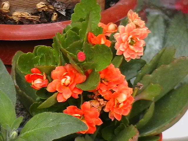 Picture 003
