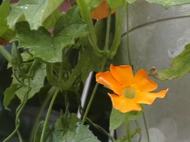 Picture 009