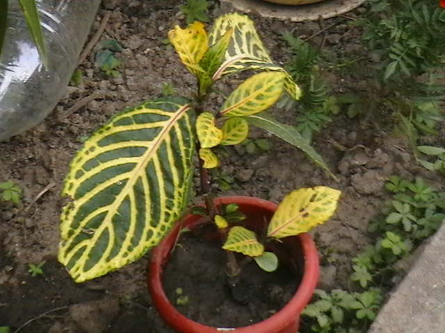 am dat-o - oxigenul din case 2011