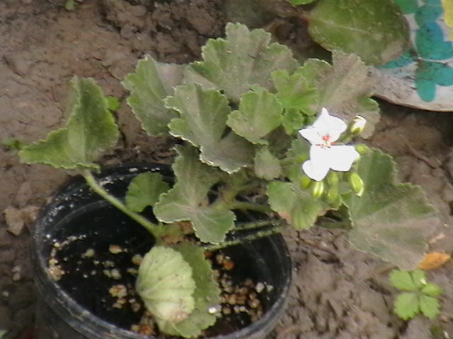 Picture 026