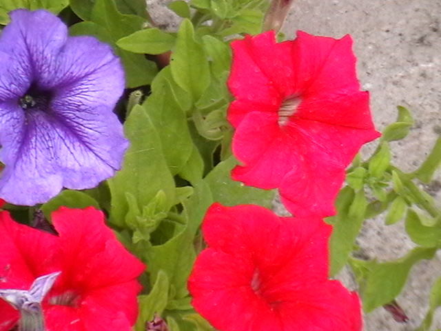 Picture 034