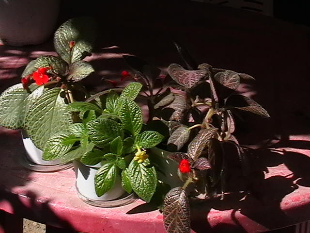 Picture 041 - oxigenul din case 2011