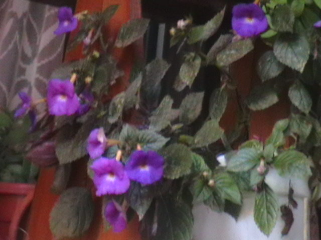 Picture 056
