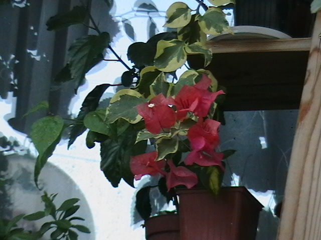 Picture 062 - oxigenul din case 2011