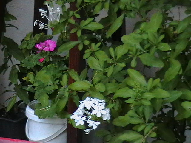 Picture 064