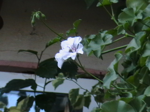 Picture 066