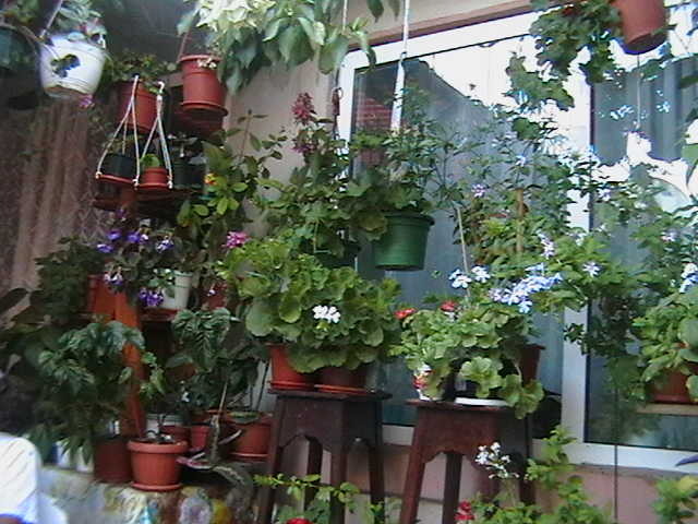 Picture 068